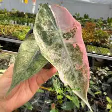 alocasia sanderiana/ nobilis in Plants, Fertilizer & Soil in City of Toronto - Image 10