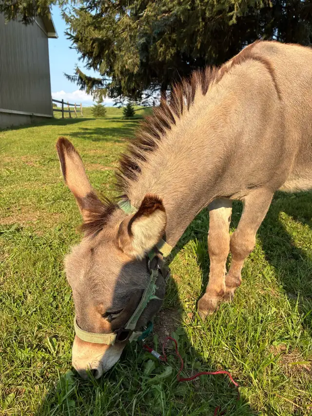 male mini  donkey in Horses & Ponies for Rehoming in Owen Sound - Image 8