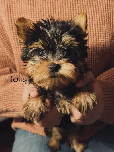 Yorkshire Terrier Puppies, View more