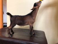 Purebred Nigerian Dwarf goat
