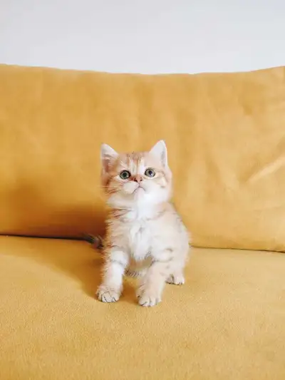 chatons British shorthair, scottish straight et fold, View more