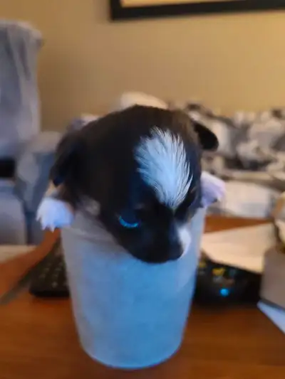 chihuahua moins de 5lb tête de pomme, View more