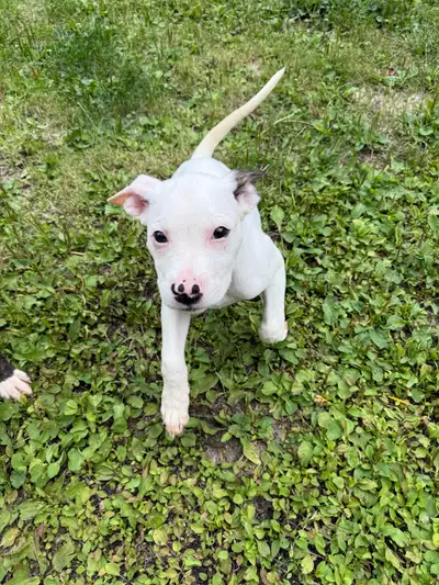 American Bulldog/Boxer  Mixed Puppies  for Sale, View more