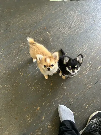 CKC Chihuahuas, View more