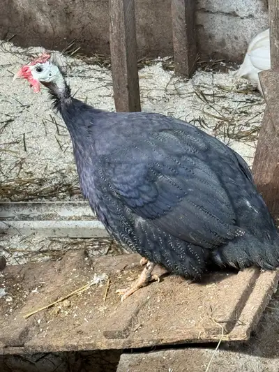 Guinea Fowl Males , View more
