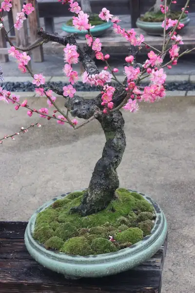 Prebonsai cute little trees $60 Shipping $34.50