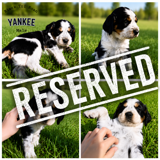 Purebred CKC English Springer Spaniel Puppies in Dogs & Puppies for Rehoming in London - Image 4