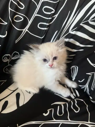Ragdoll kittens, View more