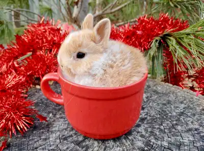 Netherland Dwarf Doe, View more