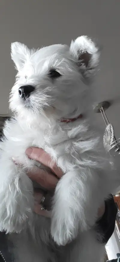 Wonderful Westies!, View more