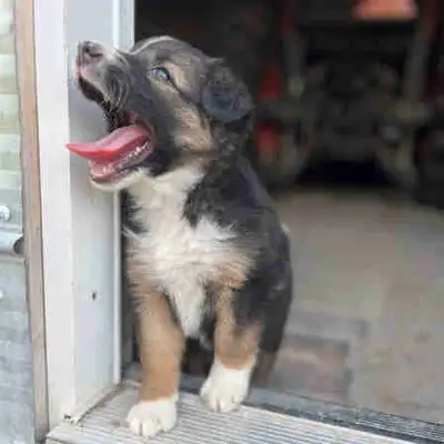 Australian Shepard puppies, View more