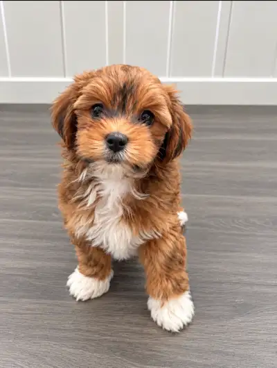 CKC Registered Havanese, View more