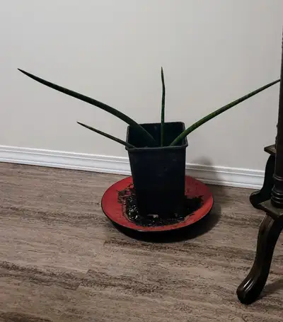 Healthy indoor spear plant. Mature, relative size shown in photos. If interested, text 1-306-280-719...