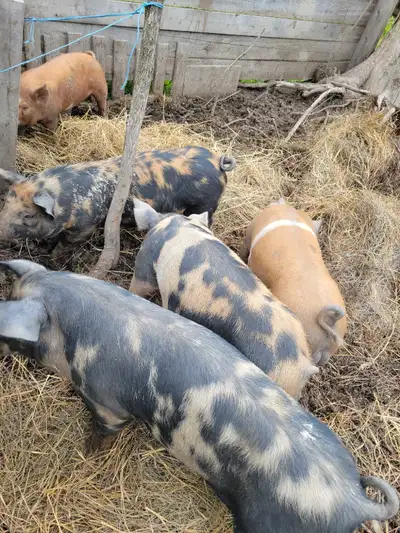  Piglets ( approximately 3 1/2 months old), View more