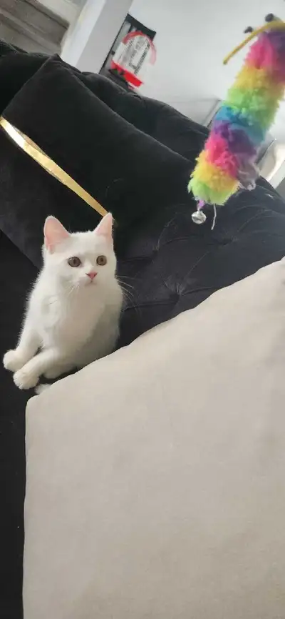 beautiful kitten , View more