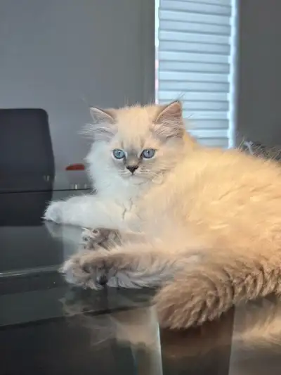 Beautiful blue point ready for rehoming, View more