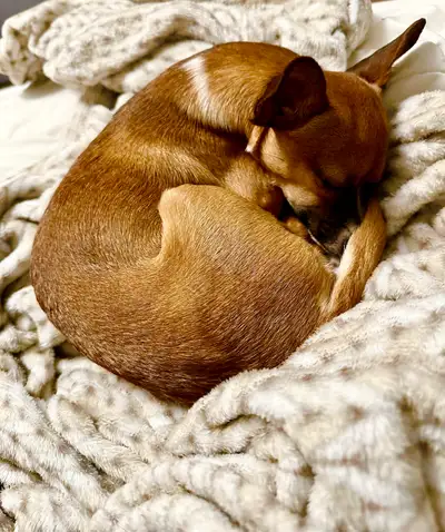 Loving Female Chihuahua Seeking Her Forever Home, View more
