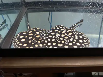 High grade BD stingray pair, View more