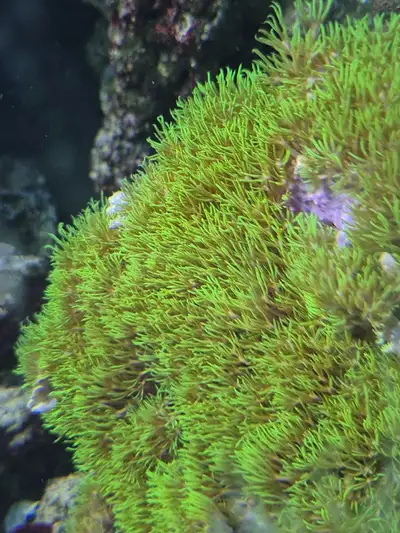 GSP coral, View more