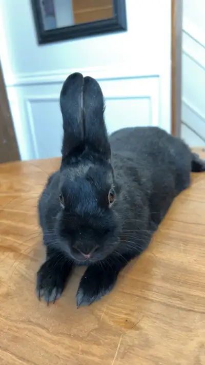 Male rabbit for adoption. PET ONLY. He is a very sweet guy with a spunky personality. He uses a litt...