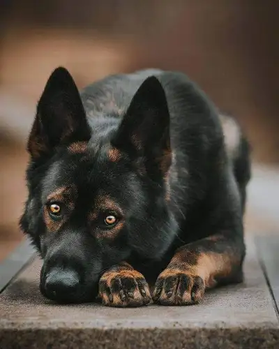 CKC Reg  puppies German Shepherd for Sale, View more