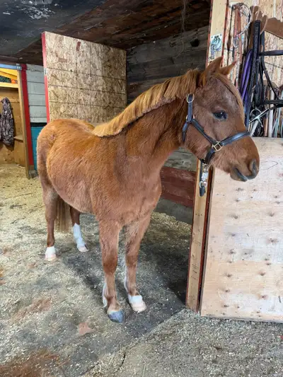 Kobur Kintsugi-Reg welsh gelding, View more