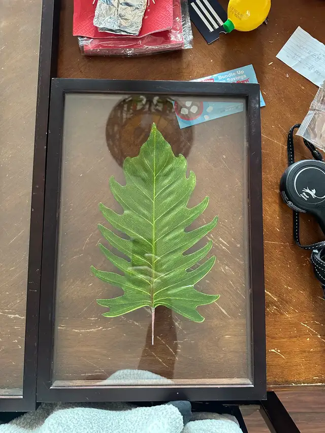 Framed Leaf Art in Home Décor & Accents in Lethbridge - Image 4