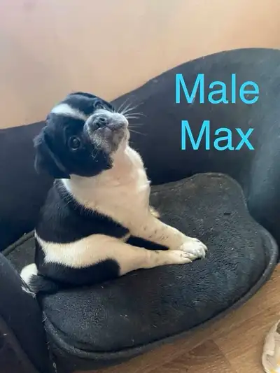 Pugs for sale, View more