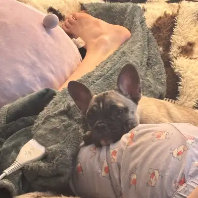 Female French Bulldog Puppy, View more