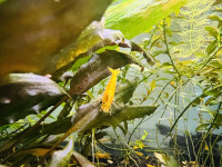 Yellow shrimp crevette jaune aquarium 