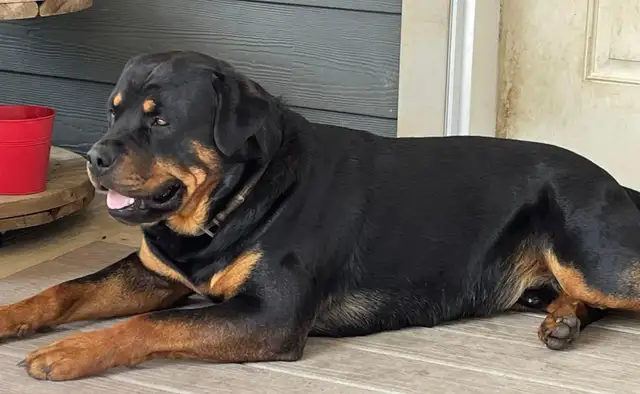 German Rottweiler Pups in Dogs & Puppies for Rehoming in Edmonton - Image 7