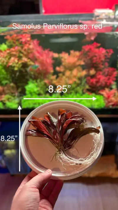 Samolus Parviflorus sp. red Aquarium Fish Plant Live, View more