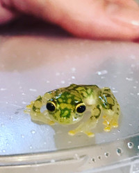 Glass Frogs Hyalinobatrachium valerioi (Canadian Captive Bred)