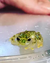 Glass Frogs Hyalinobatrachium valerioi