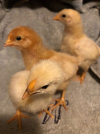 Chicks for Sale