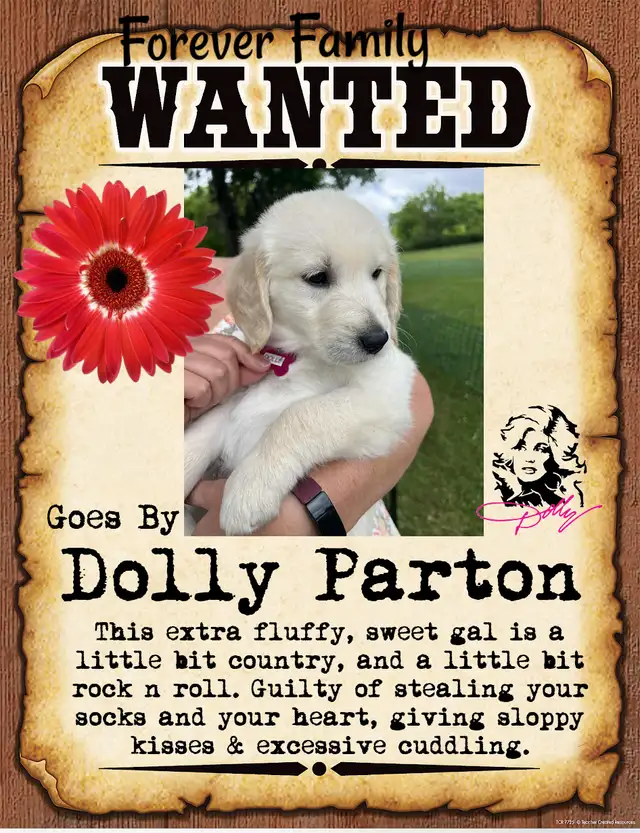 ALL PUPPIES NOW HAVE HOMES Golden Retriever Puppies  Yeee Hawww! in Dogs & Puppies for Rehoming in Kitchener / Waterloo - Image 3