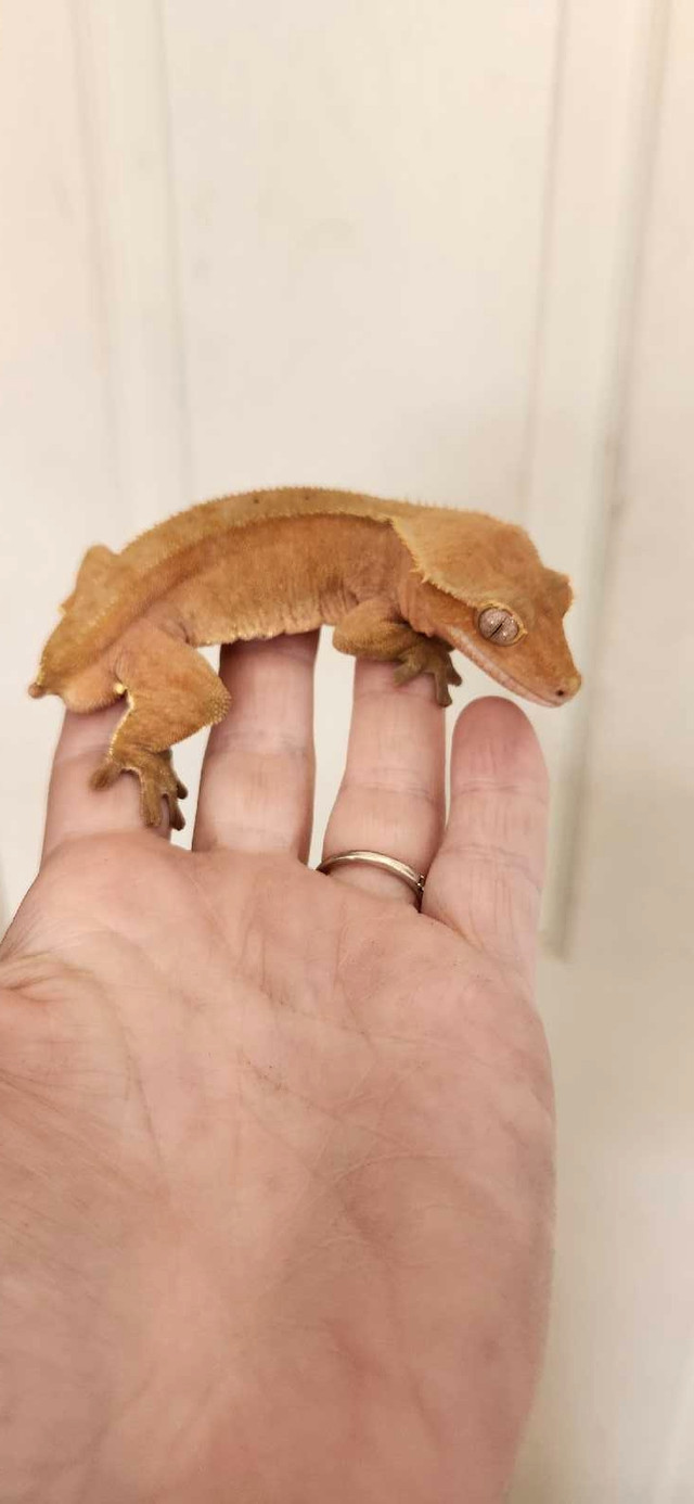 REDUCED...Crested gecko collection  in Reptiles & Amphibians for Rehoming in Chatham-Kent - Image 4