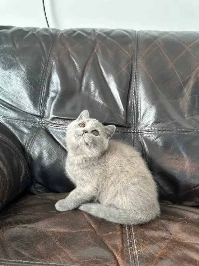 British Shorthair kittens/ chatons, CCA, purebred in Cats & Kittens for Rehoming in West Island - Image 8