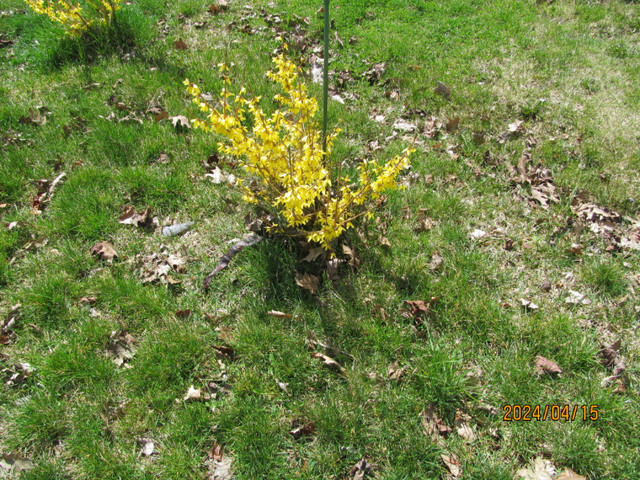 Forsythia bushes - free (3) in Free Stuff in Barrie - Image 2