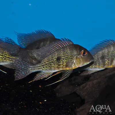 GEOPAGUS RIO CAQVETA GOLD WILD, View more