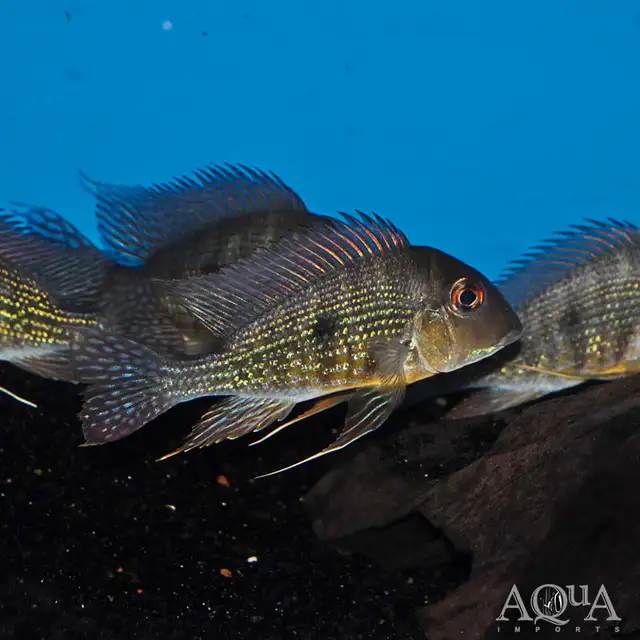GEOPAGUS RIO CAQVETA GOLD WILD in Fish for Rehoming in London - Image 2
