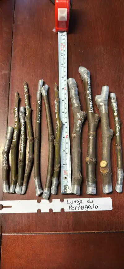 Lungo del Portugal, View more