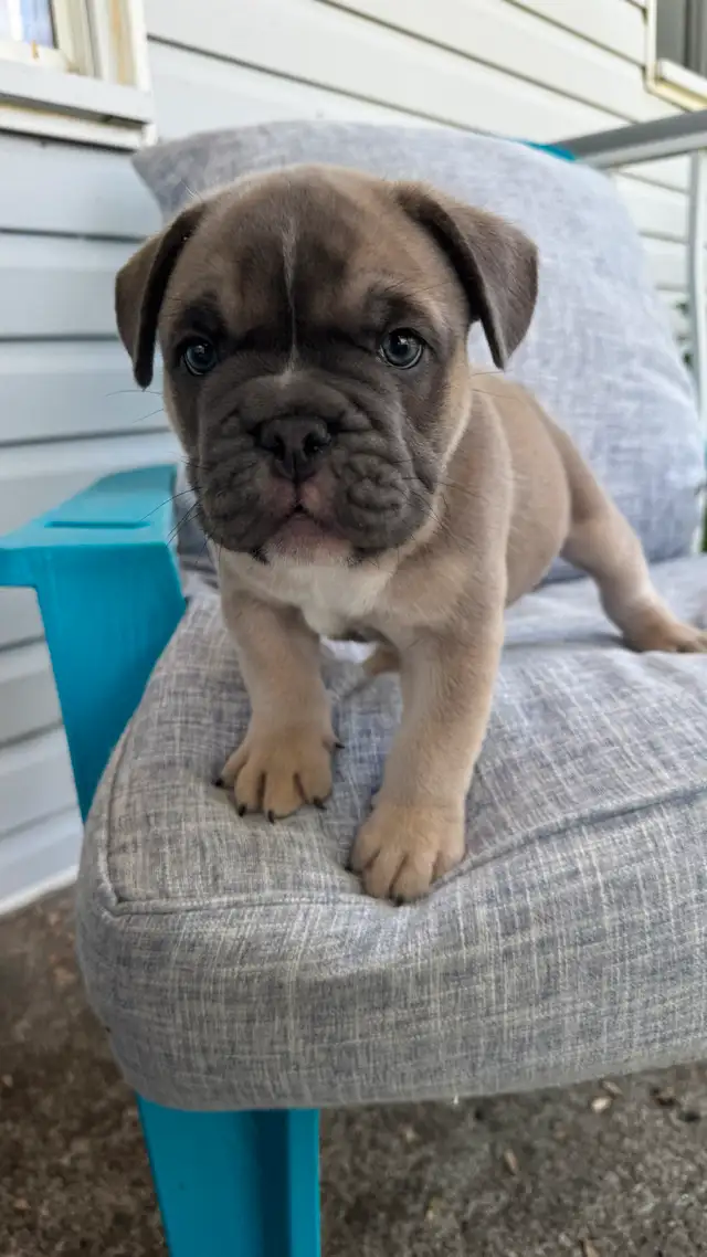 chiot Bulldog bouledogue anglais  , English BULLDOG in Dogs & Puppies for Rehoming in Laval / North Shore - Image 2