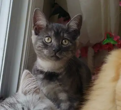 Magnifique chatons Persan mix chinchilla silver, orange charcoal, View more