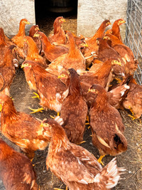 Red Pullets 