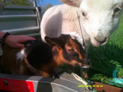 Nigerian Dwarf Doeling Goat, View more