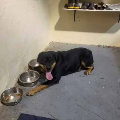 Rottweilers for re female $400 . Male $300., View more