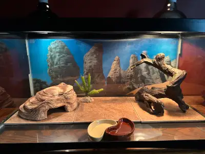 Reptile Terrarium , View more