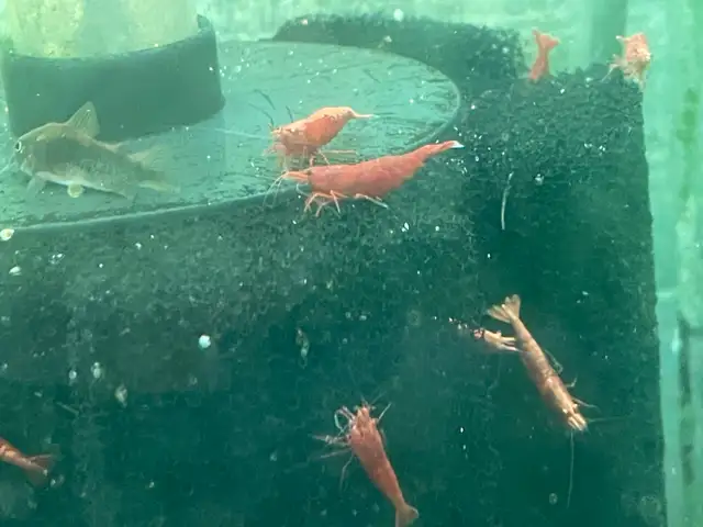 Supreme Red Cherry Shrimp in Fish for Rehoming in Hamilton - Image 7