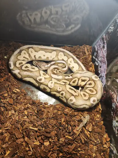 Male Pastel Fire Het Red, View more